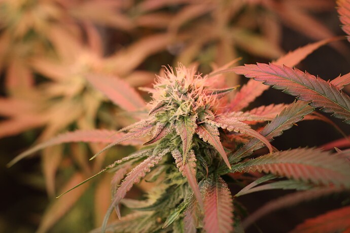 Growreport Bild 7