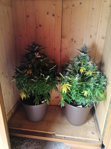 Growreport Bild 1