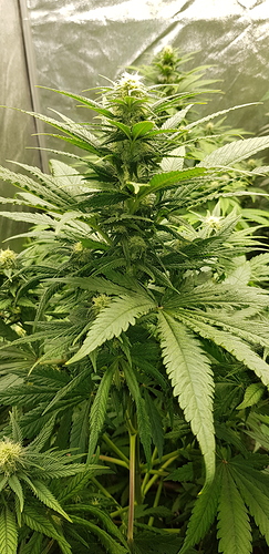 Growreport Bild 2