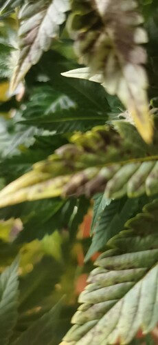 Growreport Bild 19