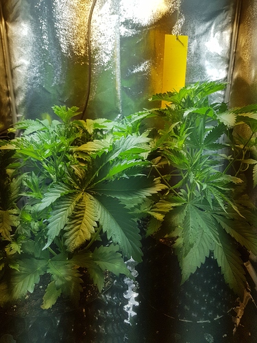 Growreport Bild 2