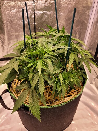 Growreport Bild 7