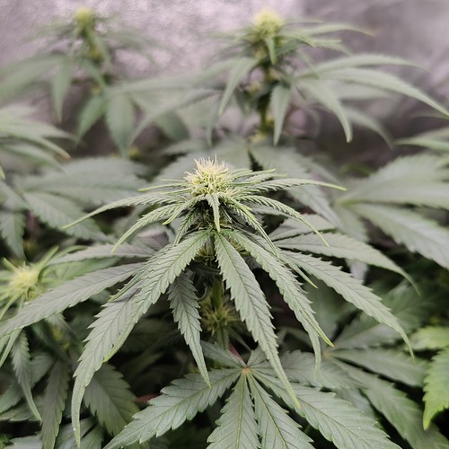 Growreport Bild 7