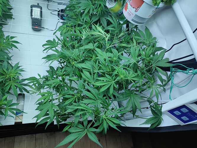 Growreport Bild 38