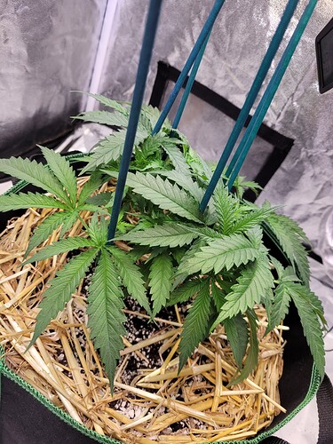 Growreport Bild 3