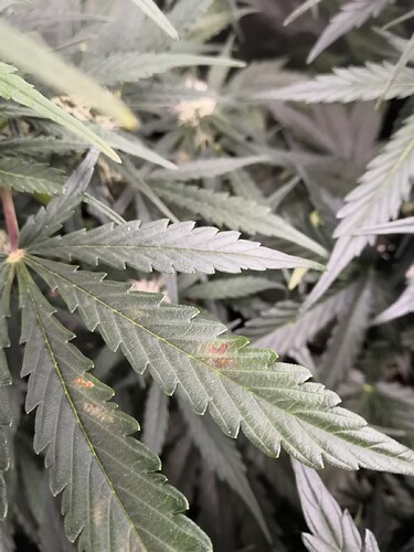 IMG_20221116_082205_copy_1728x2304