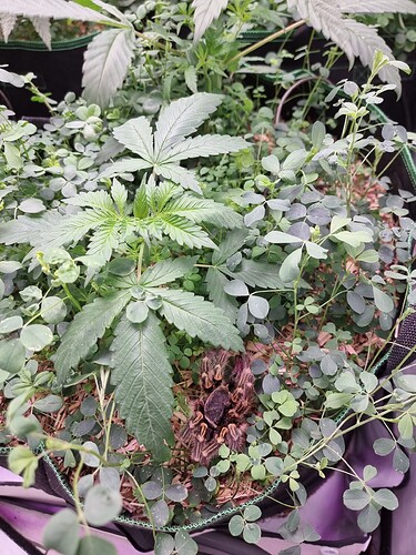 16995286939397575907997590219069