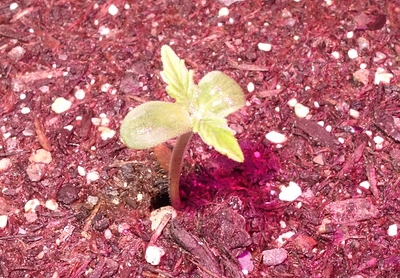 Growreport Bild 11