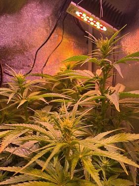 Growreport Bild 6