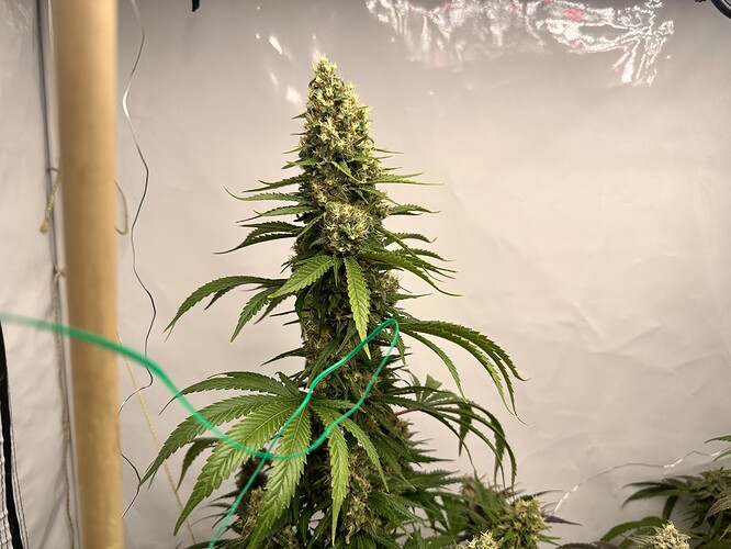 Growreport Bild 13