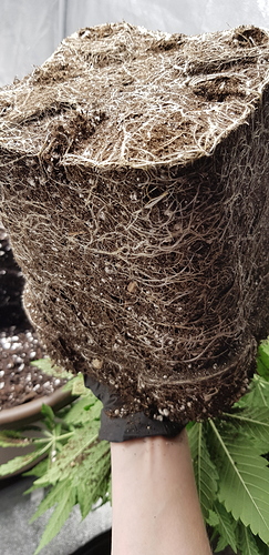 Growreport Bild 3