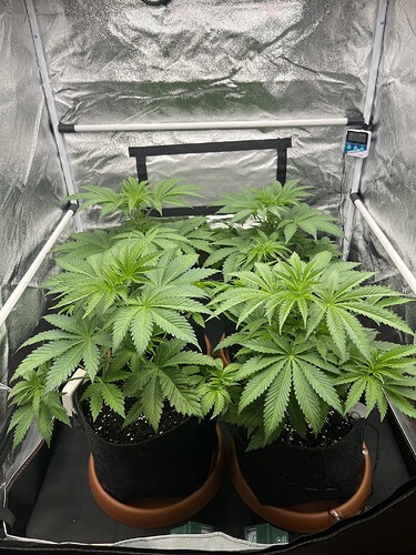 Growreport Bild 4