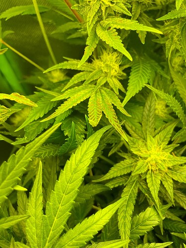 Growreport Bild 4