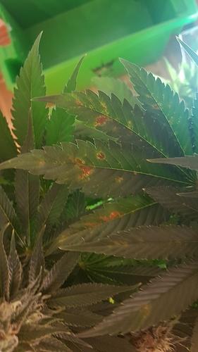 Growreport Bild 21