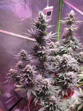 Growreport Bild 20