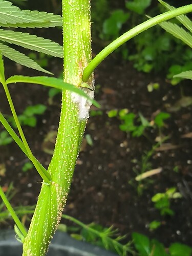Growreport Bild 7