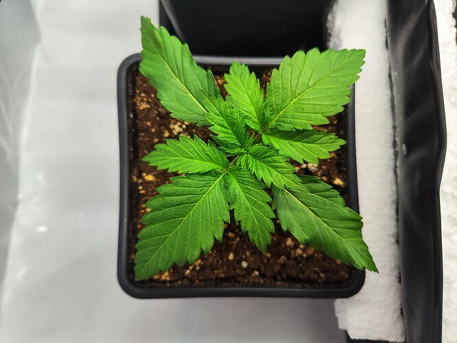 Growreport Bild 7