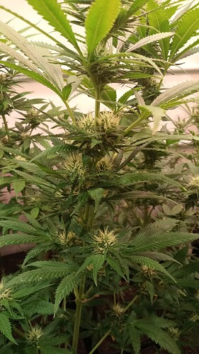 Growreport Bild 1