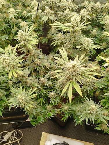 Growreport Bild 4