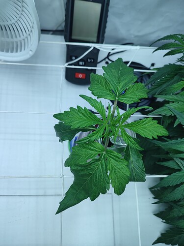 Growreport Bild 31