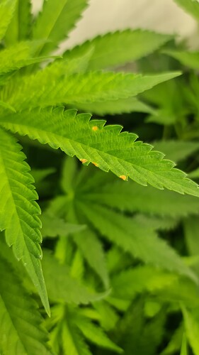 Growreport Bild 13