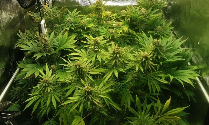 Growreport Bild 2
