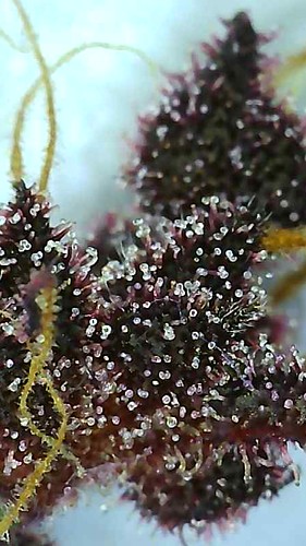 Growreport Bild 6