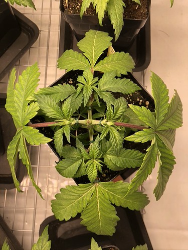 Growreport Bild 3