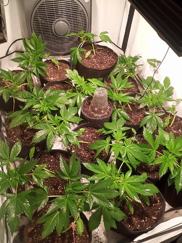 Growreport Bild 8