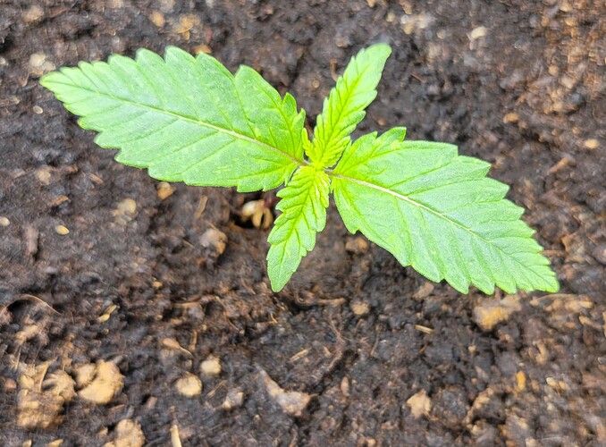 Growreport Bild 145