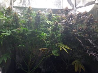 Growreport Bild 13