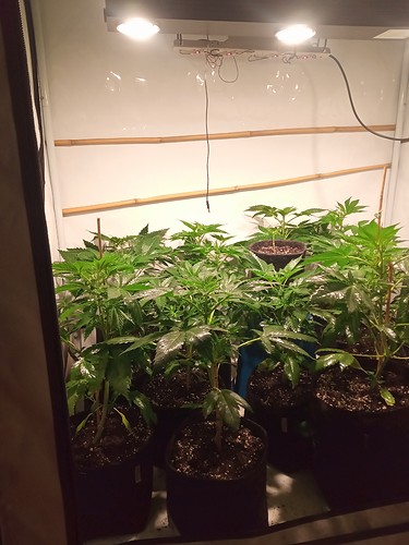 Growreport Bild 9