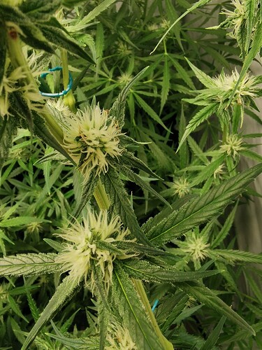 Growreport Bild 11