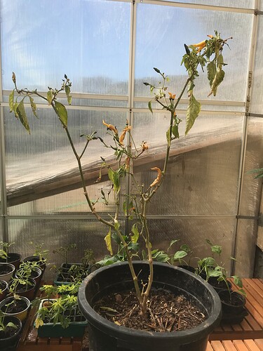 chili-ueberwintert - 1