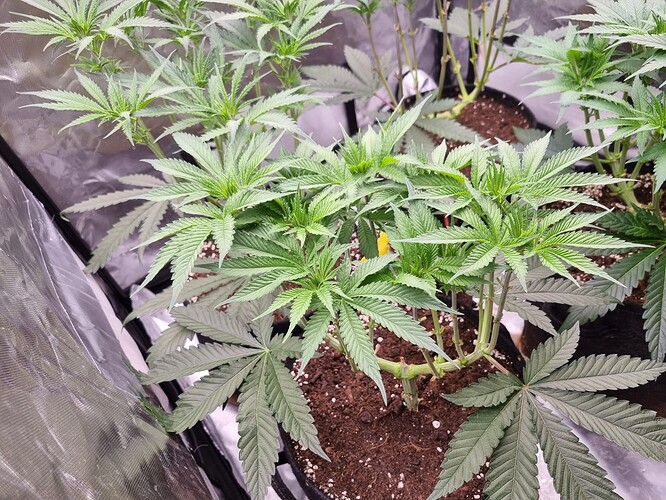 Growreport Bild 34