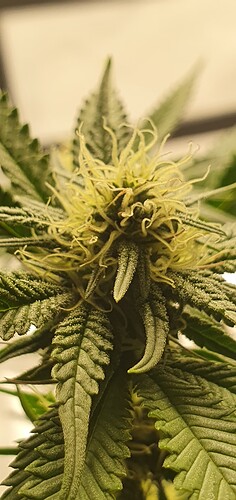 Growreport Bild 4