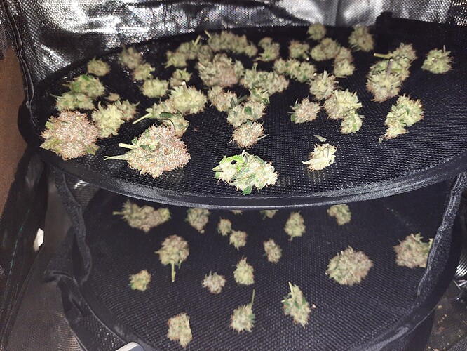 Growreport Bild 63