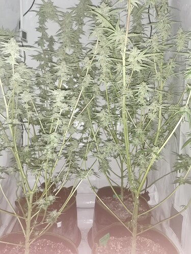 Growreport Bild 7