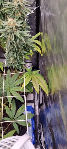 Growreport Bild 1