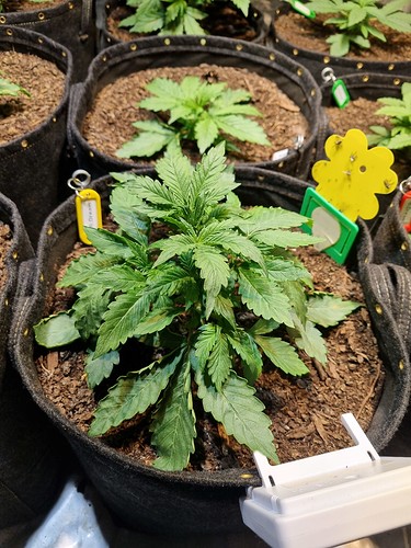 Growreport Bild 10