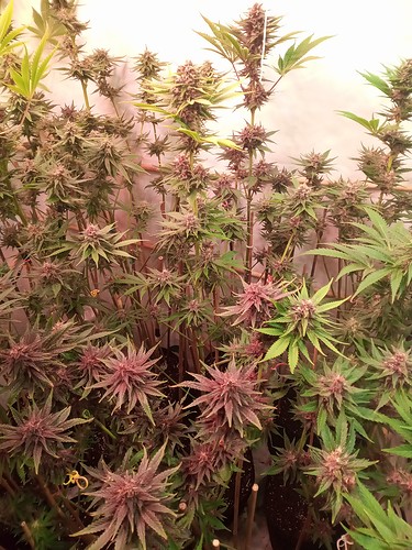 Growreport Bild 18