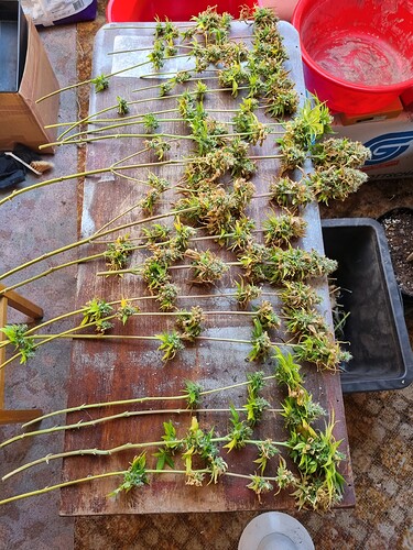 Growreport Bild 15