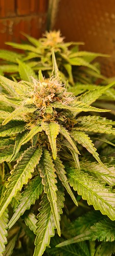 Nahaufnahme eines Cannabis-Buds in der Blütephase, mit sichtbaren Trichomen und Stigmen.