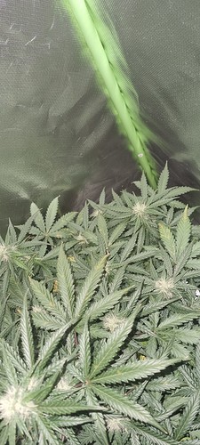 Growreport Bild 34