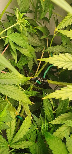 Growreport Bild 3