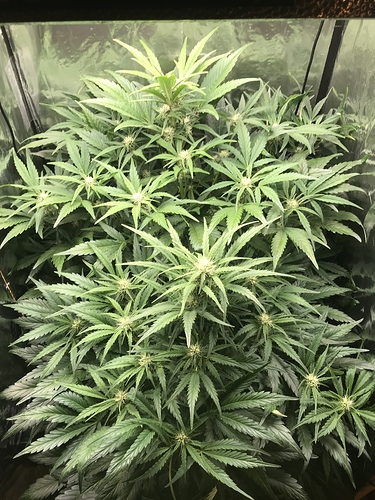 Growreport Bild 5