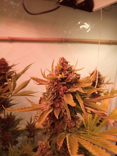 Growreport Bild 16