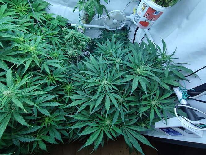 Growreport Bild 26