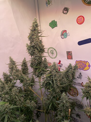 Growreport Bild 1