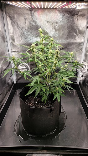 Growreport Bild 1